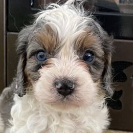 Cavapoos from Still Water Puppies