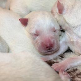 Boy 2 - White male Siberian Husky puppy in Solon Springs, Wisconsin from Snowfall Siberians