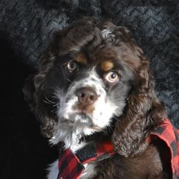 Cocker Spaniels and Shih Tzus from Little House Shih Tzus and Cocker Spaniels