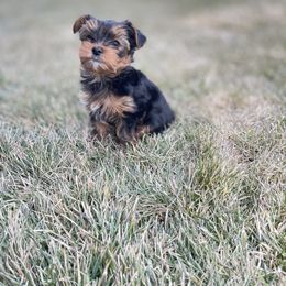 Yorkshire Terrier Puppies from Alvarado’s Yorkies