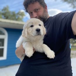 Doberman Pinscher and Golden Retriever Puppies from Hope Service Dogs, Inc