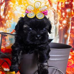 Autumn - Black and tan female Shih Tzu puppy in Claremont, California from Lovable Shih Tzus