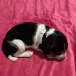 Girl 2 Purple - Black and white female Beagle puppy in Crestview, Florida from Alicia's Beagles