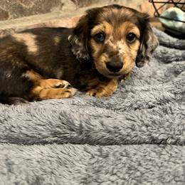 Tanjiro - Dapple male Dachshund puppy in Merryville, Louisiana from Red Hill Dachsunds