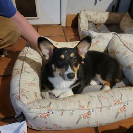 American Corgi and Pembroke Welsh Corgi Puppies from Koko's Kennels