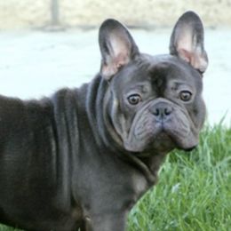 French Bulldogs from Soledads Frenchies