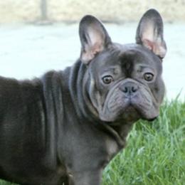 French Bulldogs from Soledads Frenchies