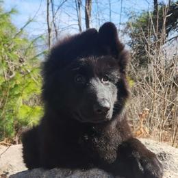 Sadie READY NOW - Black female German Shepherd puppy in White Cloud, Michigan from Von WestLynn German Shepherds