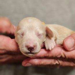 Olive Yellow collar male - Cream male Dachshund puppy in Trade, Tennessee from TN Miniature Dachshunds & Basset Hounds
