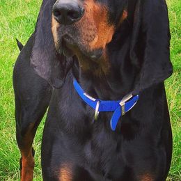 Black and Tan Coonhounds and Manchester Terriers from Jazzman Black and Tans