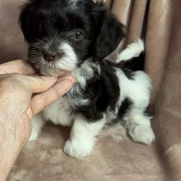 Chip - Chocolate male Havanese puppy in Maryville, Missouri from Dreamworks Havanese