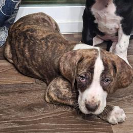 Chocolate Brindle Mantle Male - Chocolate brindle male Great Dane puppy in Biscoe, North Carolina from Clouser's Bodacious Danes