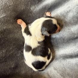 Handsome (Boy 1) - Black tan and white male Biewer Terrier puppy in Las Cruces, New Mexico from De La Rosa Biewers