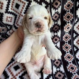 Maple - Red and white male Cocker Spaniel puppy in Delphi, Indiana from Benchmark Cockers