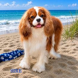 Cavalier King Charles Spaniel All Grown Up from Island Breeze Cavaliers