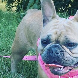 French Bulldogs from Top Notch Frenchies