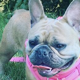 French Bulldogs from Top Notch Frenchies