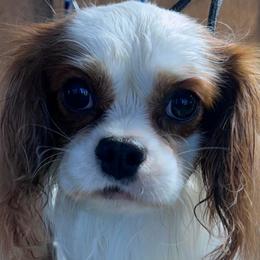 Coach - Cavalier King Charles Spaniel
