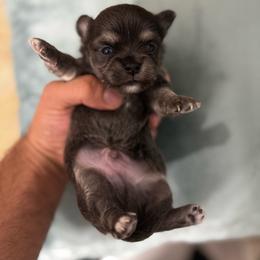 Boy 2 - Blue male Chihuahua puppy in Davenport, Florida from Clan Cordovathone