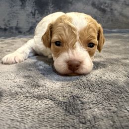 Daisy - Blenheim female Cavapoo puppy in Hayden, Alabama from Agape Southern Farms