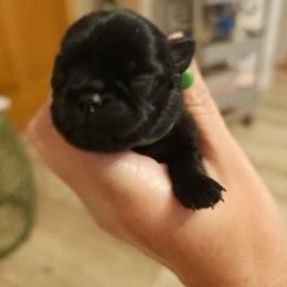 Green collar - Black male Brussels Griffon puppy in Welch, Minnesota from Baringer Brussels