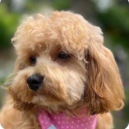 Daphne - Cavapoochon