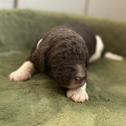 Daphne - White Collar - Parti female Poodle puppy in Monroe, North Carolina from The Klepper Homestead