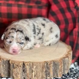 Freckles - Blue merle female Australian Shepherd puppy in California from Eagle River Aussies