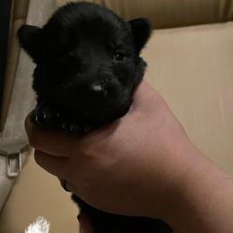 Rosè (White) - Black female German Shepherd puppy in Pahrump, Nevada from Wachhund Kennels