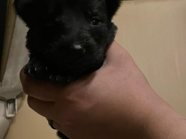 Ros&eacute;, black German Shepherd puppy