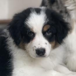 M&M - Black tri-color Australian Shepherd puppy in Martha’s Vineyard, Massachusetts from Cranberry Hill Aussies