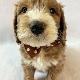 Saturday - Buff and white male Cockapoo puppy in Adrian, Oregon from ApplebyFarm
