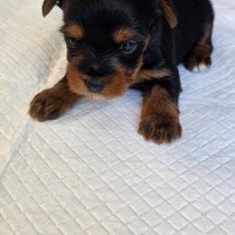 Rosie's Boy 1 - Black and tan male Yorkshire Terrier puppy in Aiken, South Carolina from Sio's Yorkies