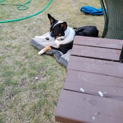 Australian Koolie All Grown Up from Tenacious Dogs
