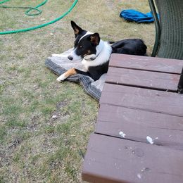 Australian Koolie All Grown Up from Tenacious Dogs