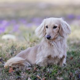 Mirabella - Cream female Dachshund puppy in Danbury, New Hampshire from Maplewood Mountain Farm