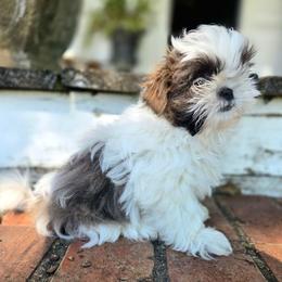 Beck - Blue and white male Shih Tzu puppy in Smithville, Georgia from The Luckie Puppy