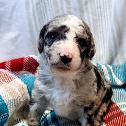 Pixie - Blue merle female Aussiedoodle puppy in Taylor, Missouri from Pawsitively Doodles