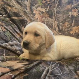 Male 2 - Yellow male Labrador Retriever puppy in Conway, Missouri from Patton's Triple Pine Farm