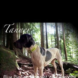 Tanner - Great Dane