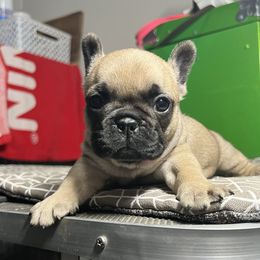 French Bulldog Puppies from Ranch Royale