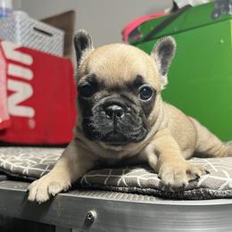 French Bulldog Puppies from Ranch Royale