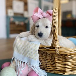 Goldendoodle Puppies from Lakeside Doodles MN