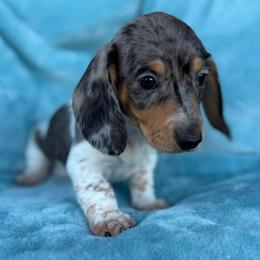 Leonard- AKC - Dapple male Dachshund puppy in Whitehouse, Texas from Daschund Pups