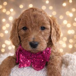 Miss Pink - Apricot female Goldendoodle puppy in Greenwood, Louisiana from GoldenFido