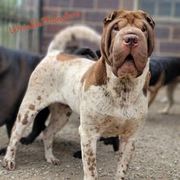 Kipo - Chinese Shar-Pei