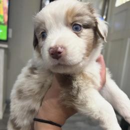 Miniature Australian Shepherd Puppies from SOCAL AUSSIES