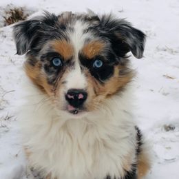 Assorted Doodle Crosses, Australian Shepherds, and Double Doodles from Dry Canyon Pups