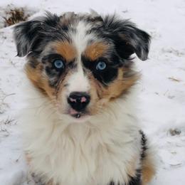Assorted Doodle Crosses, Australian Shepherds, and Double Doodles from Dry Canyon Pups