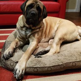 Mastiff All Grown Up from Eagle Clan Mastiffs